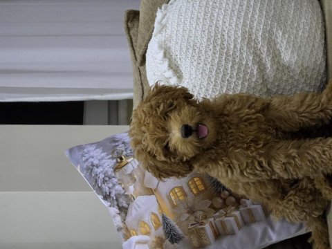 3 aylık maltipoo