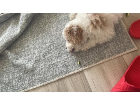 Sevimli cins köpekler