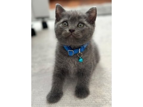 Scottish fold & british fold yeni yavrular