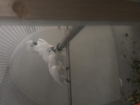 Kakadu umbrella çift dişi erkek