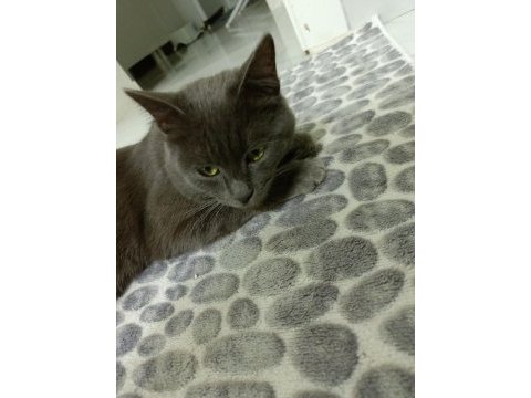 Sevimli kedi