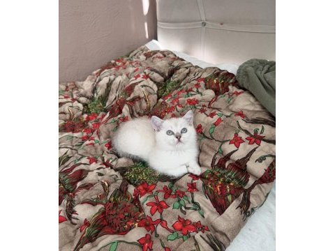 Bluepoint masmavi göz bebek british shorthair