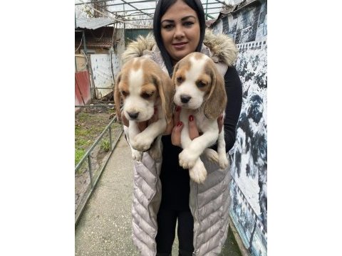Safkan elizabet beagle yavrularım
