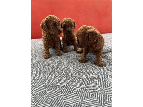Teacup kore toy poodle