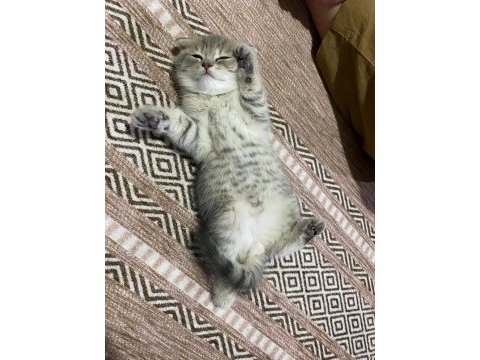 2 erkek 1 dişi evde yetişmiş scottish fold yavrular