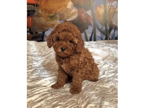 Kızıl safkan maltipoo bebekler