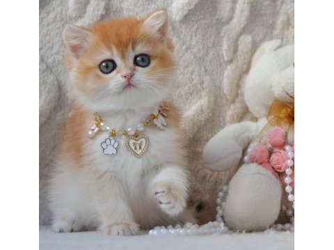 Dünya güzeli ny12 golden british shorthair