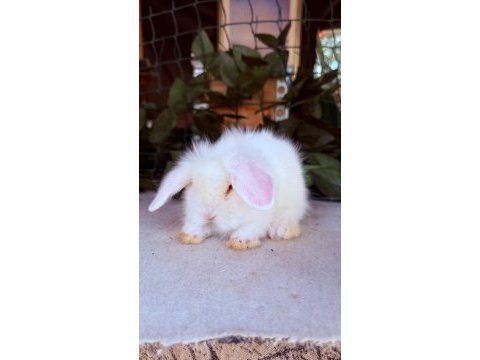 Safkan hollanda teddy lop tavşanları