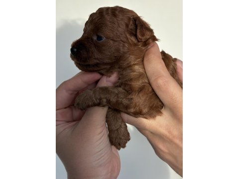 Orijinal kore toy poodle müthiş kalite