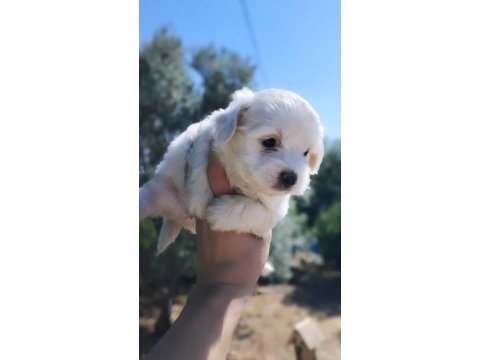 Maltese terrier