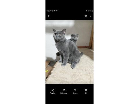 British shorthair 3 yaşında erkek