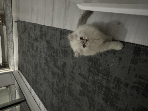 Teslime hazır yavru kediler
