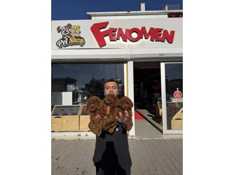 Yılın en iyisi ret brown toy poodle özel ırk arayanlara 