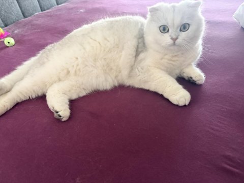 Yakışıklı erkek kedimize güzel bir kız arıyoruz
