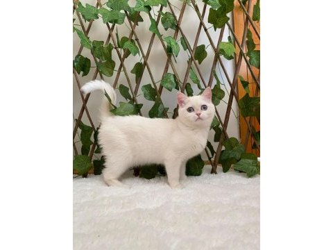 Golden ny1233 dişi british shorthair