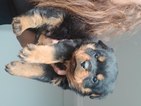 Fcı scr koca kafa rottweiler yavrular