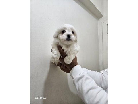 Maltese terrier yavrularımız