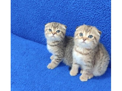 Teslime hazır mükemmel bir scottish fold yavrular