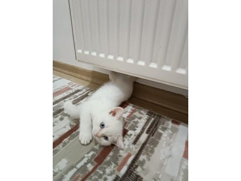 3adet erkek yavru kedi