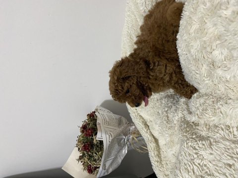 Mükemmel toy poodle yavrumuz