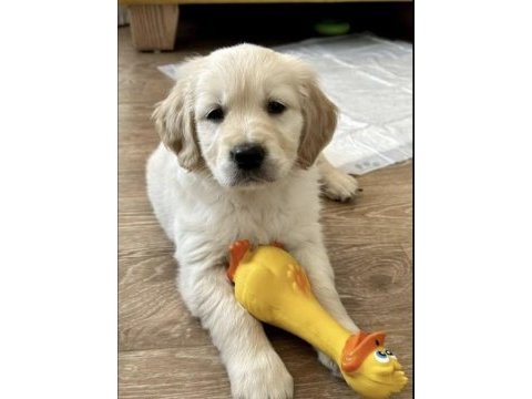 Muhteşem golden retriever yavrularımız