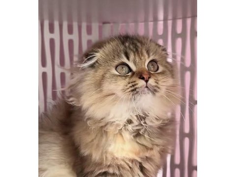 Highland scottish fold