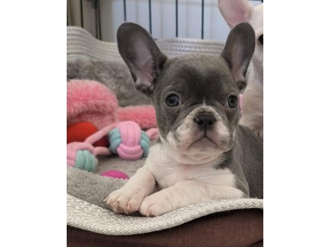 Nadir lilac pied aşılı ped eğitimli french bulldog kızımız