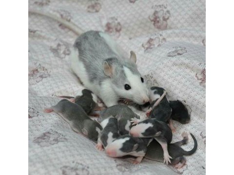 Yeni doğmuş dumbo ve fancy rat yavruları ayırtma yapılabilir