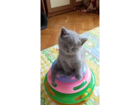 Yavru dişi kedimiz 2 aylık babalık hakkımız tek yavru