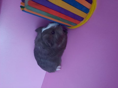 Sheltie ginepig yavrularımız çift