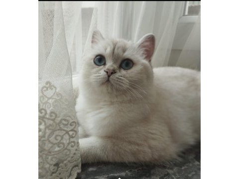 Dişi annelik garantili british shorthair