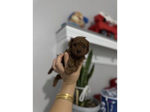 Anne baba tecaup dark redbrown tecaup erkek poodle muhteşem