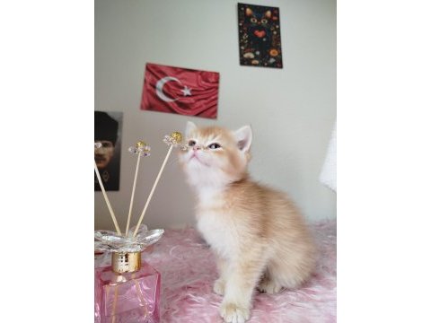 Longhair ve shorthair yavrularım