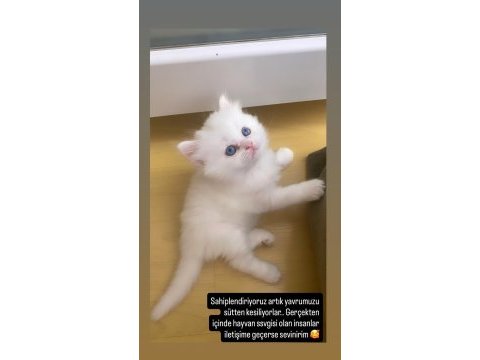 Pamuk kızımız sütten kesildi