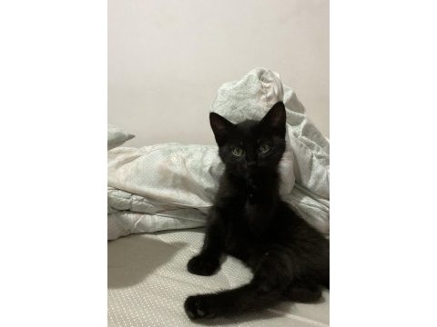 Sokakta kedi buldum ve güzel bir yuva arıyoruz