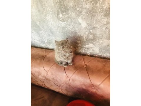 2 aylık dişi british longhair yavrumuza yuva arıyoruz
