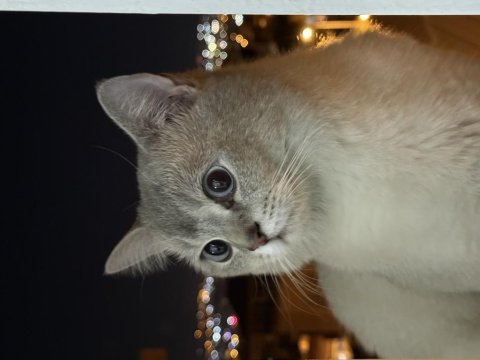 Sahiplendirme british shorthair 1.5 yaşında