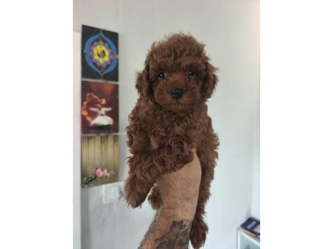 Birbirinden sevimli köpekler