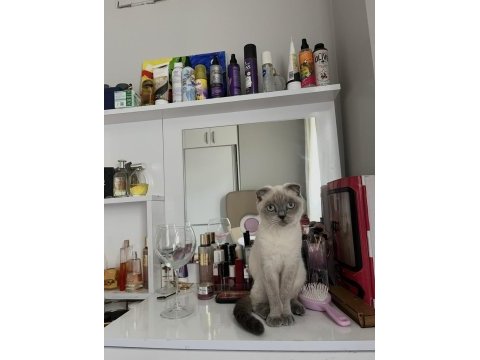 Acil scottish fold ücretsiz sahiplendirme
