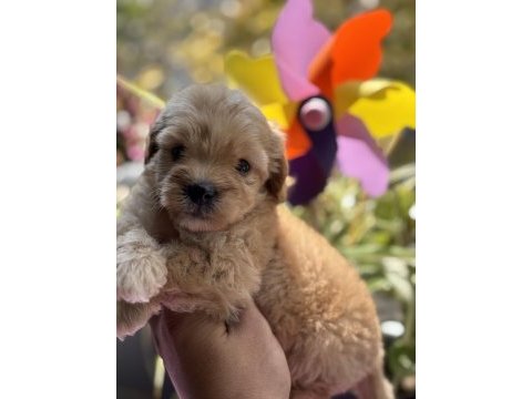 Maltipoo bebekler