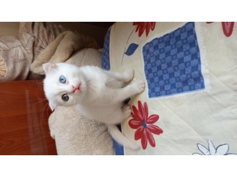 Güzeller güzeli scottish fold kızlarımıza yuva arıyoruz