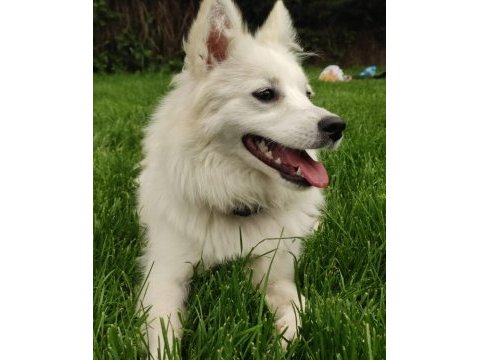 Alman spitz tatlı dişi