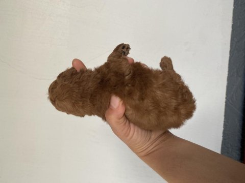 Toy poodle yavrular