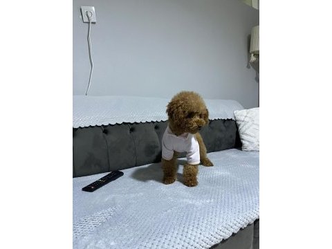 2.5 yaşında full eğitimli aşılı poodle