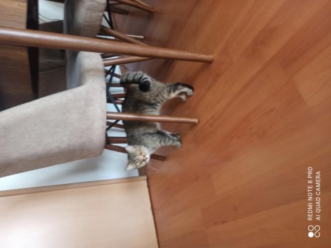 Ücretsiz cins kedi sahiplendirme