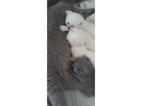 2 aylık anne scottish fold baba british orijinal ırk