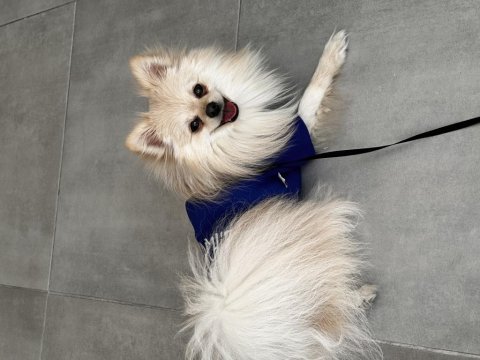 10 aylık pomeranian köpeğimi sahiplendirmek istiyorum
