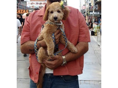 5 aylık dişi toy poodle