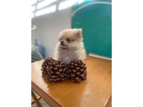 Acil safkan pomeranian yavrular