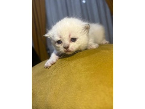 Orijinal british shorthair